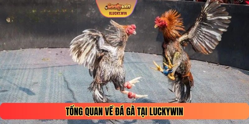 Tổng quan về Đá gà tại Luckywin